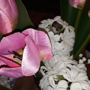 Meet your Posher, Alyse